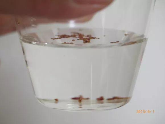 在家种西红柿,土里埋两片,蹭蹭长出红果子!