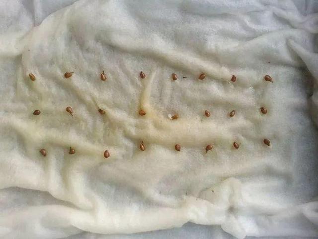 在家种西红柿,土里埋两片,蹭蹭长出红果子!