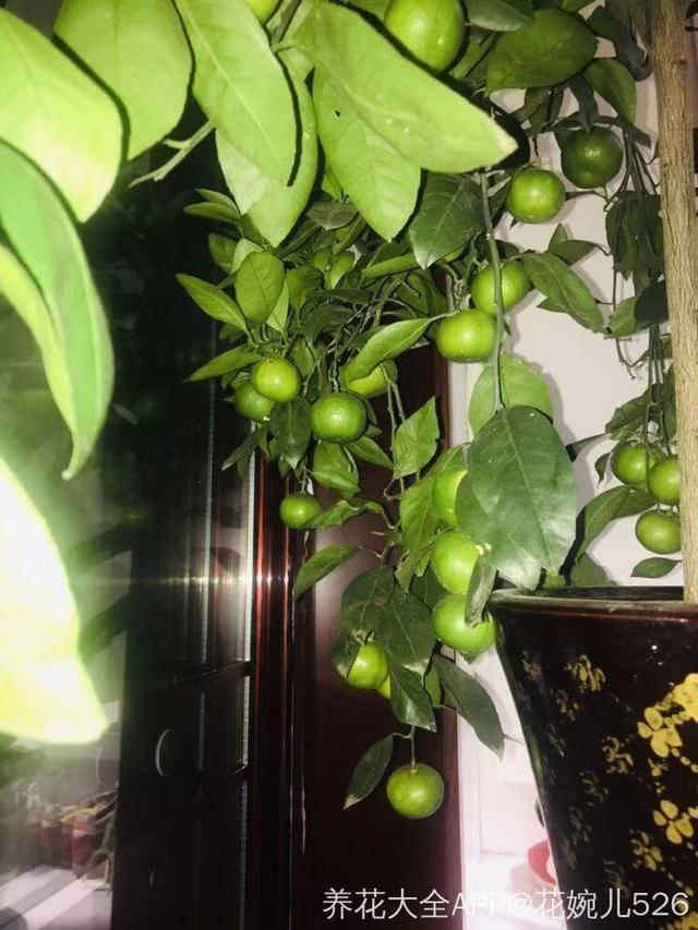 在家种西红柿,土里埋两片,蹭蹭长出红果子!