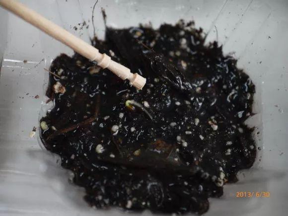 在家种西红柿,土里埋两片,蹭蹭长出红果子!