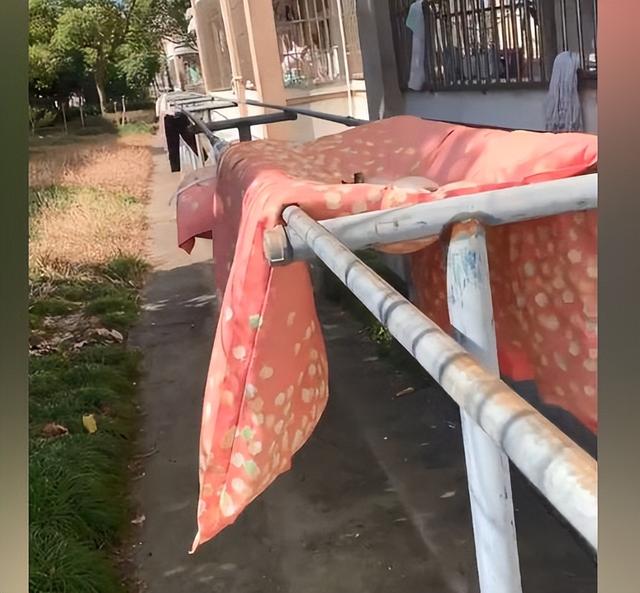 女孩宿舍楼下晒被子,发现被子中央凹陷了,走近后:怎么还长猫了