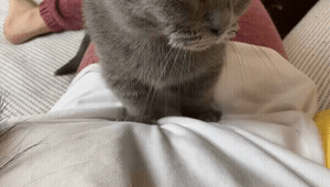 养久了才知道,猫咪舔我不同部位,意思也不同