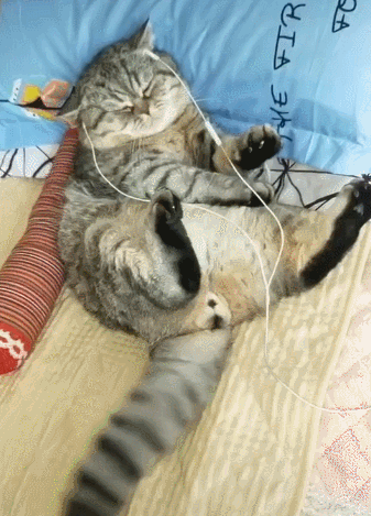 养久了才知道,猫咪舔我不同部位,意思也不同