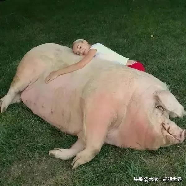 45张真实照片:日本貌美如花的黑帮女老大,完整的人类神经系统