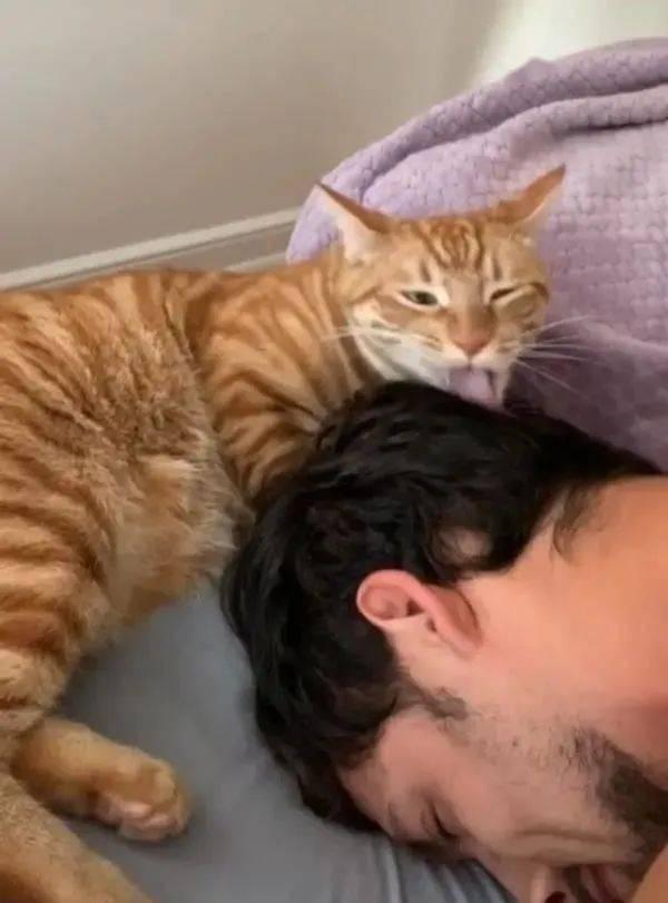 养久了才知道,猫咪舔我不同部位,意思也不同