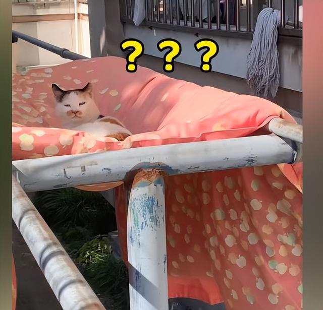 女孩宿舍楼下晒被子,发现被子中央凹陷了,走近后:怎么还长猫了