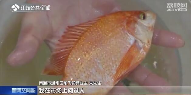 市民河塘里捉到红色怪鱼 一筹莫展养家里：能不能吃？